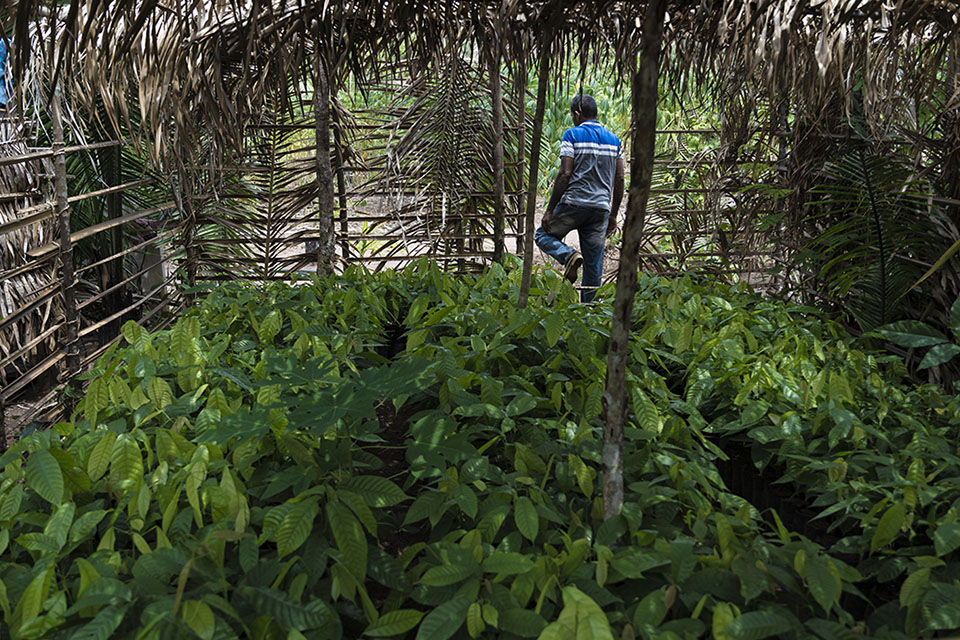 Mudas de cacau em assentamento em Anapu, cidade onde morreu a missionária Dorothy Stang (Foto: Fernando Martinho/Repórter Brasil)