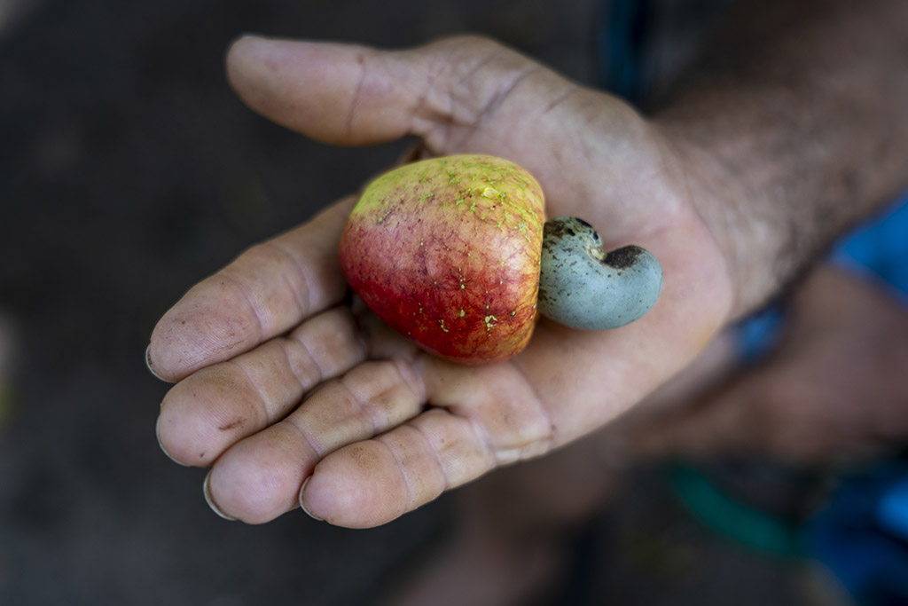 Caju colhido em assentamento de Anapu (Foto: Fernando Martinho/Repórter Brasil)