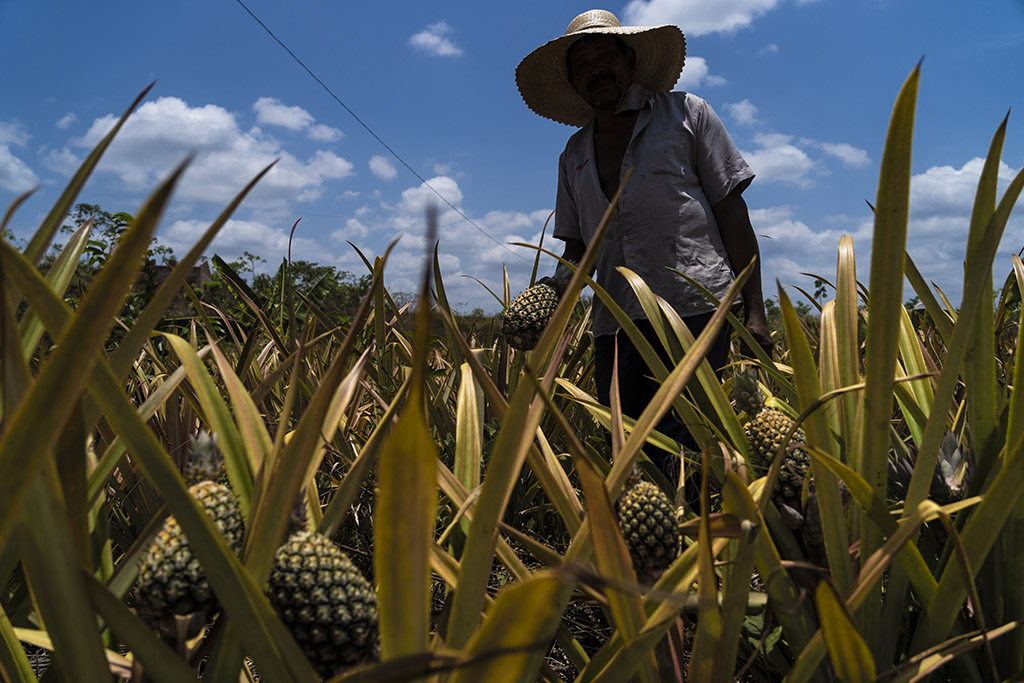 Agricultor colhe abacaxi em assentamento próximo a Rondon do Pará (Foto: Fernando Martinho/Repórter Brasil)