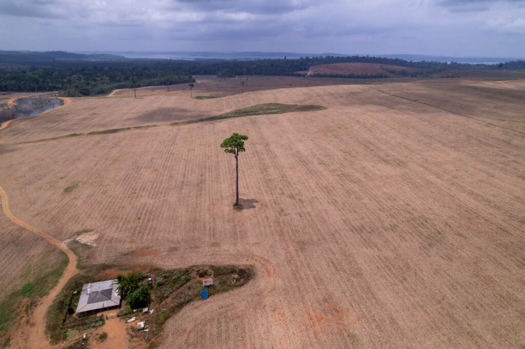 Vista área da fazenda Talismã. Vizinha à Transamazônica e a usina Belo Monte, a fazenda teve a sua primeira colheita de soja em 2023 (Fernando Martinho/Repórter Brasil)