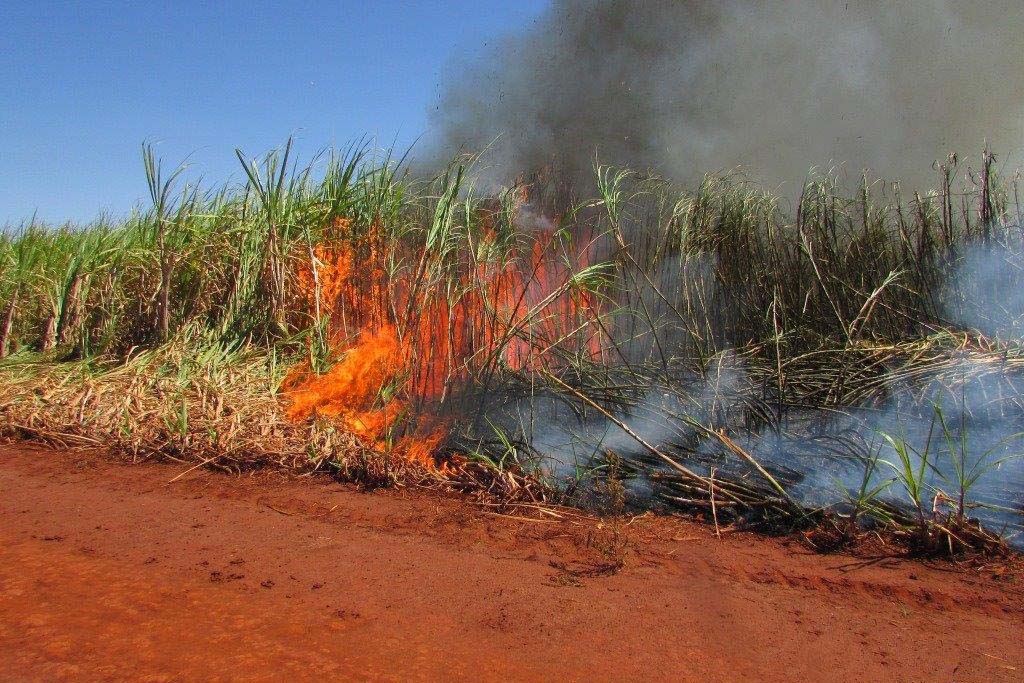 Combinação do calor extremo com a baixa umidade e com o tipo de vegetação dos canaviais tem ficado cada vez mais perigosa (Foto: SEDEST)