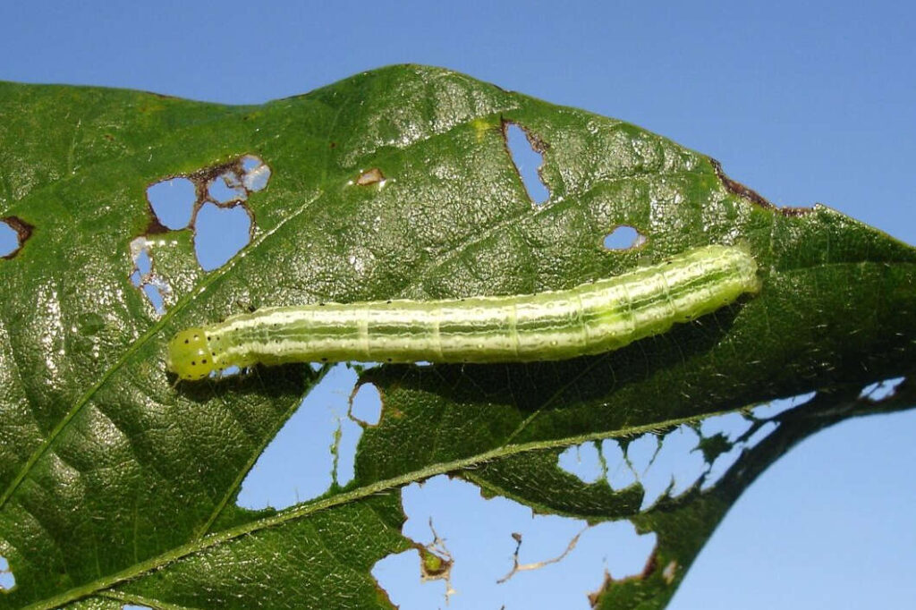 Agro se divide em disputa por mercado bilionário de produtos de origem biológica e natural (Foto: Julio César García/Pixabay)