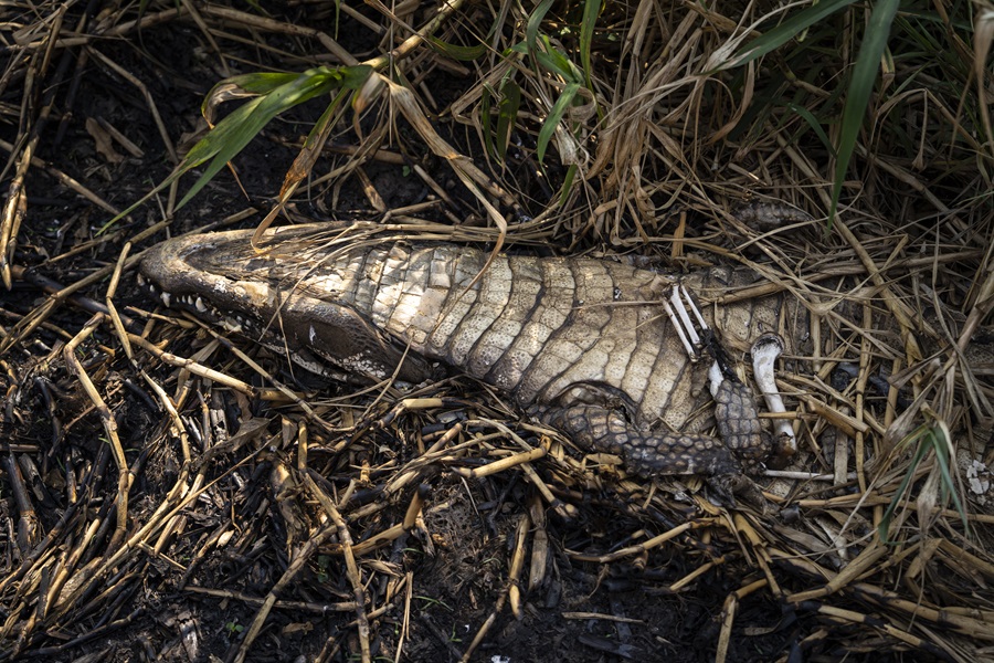 Carcaça de jacaré encontrado em monitoramento de fauna pela equipe do Ibama do Mato Grosso do Sul, durante seca severa e incêndios no Pantanal (Foto: Fernando Martinho/Repórter Brasil)