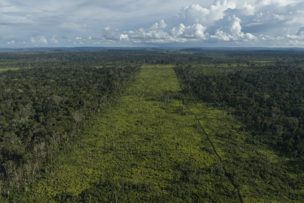 Áreas desmatadas no interior do Parque Estadual Guajará Mirim, em Rondônia (Foto: Alessandro Falco/Repórter Brasil)