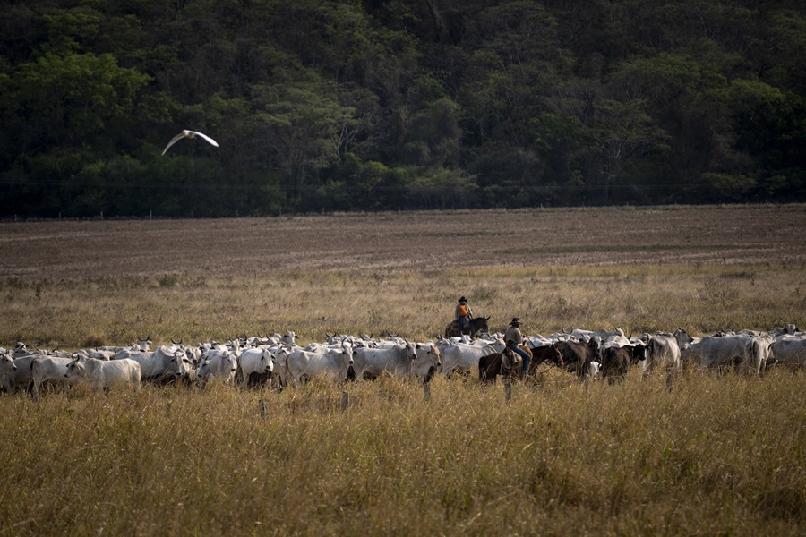 Boiadeiros conduzindo gado em fazenda próximo de Miranda (MS) durante época de seca e incêndios no Pantanal (Foto: Fernando Martinho/Repórter Brasil)