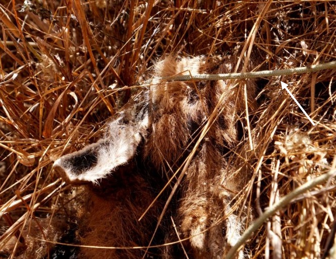 Corpo da loba-guará Nhorinhá em estágio avançado de decomposição (Foto: Reprodução/Onçafari)