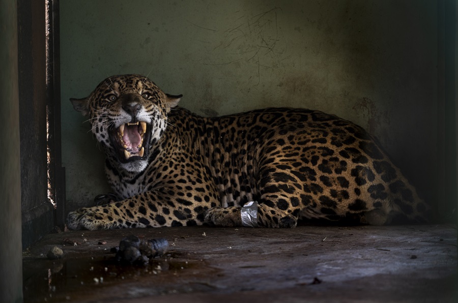 Apelidada de Antã, a onça pintada foi resgatada em incêndio no Pantanal foi tratada no Centro de Reabilitação de Animais Silvestres (CRAS) do Mato Grosso do Sul. A onça não resistiu aos ferimentos e morreu
(Foto: Fernando Martinho/Repórter Brasil)