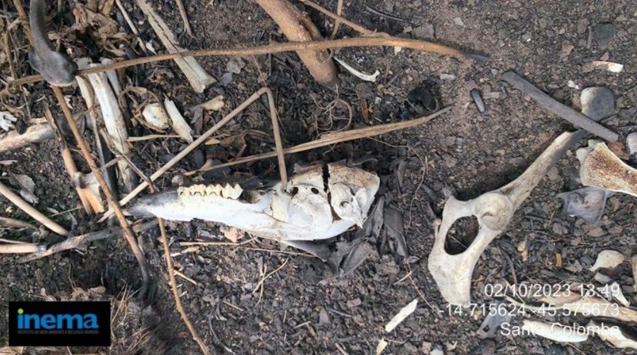 Carcaças de animais silvestres encontradas ao lado de canais de irrigação da Fazenda Karitel, do grupo Santa Colomba, durante inspeção do órgão ambiental baiano (Foto: Reprodução/Inema)