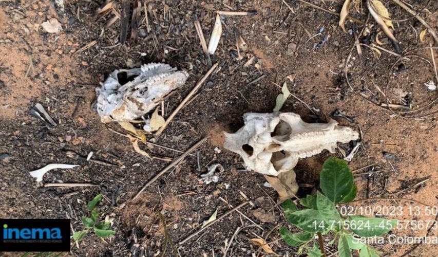 Carcaças de animais silvestres encontradas ao lado de canais de irrigação da Fazenda Karitel, do grupo Santa Colomba, durante inspeção do órgão ambiental baiano (Foto: Reprodução/Inema)