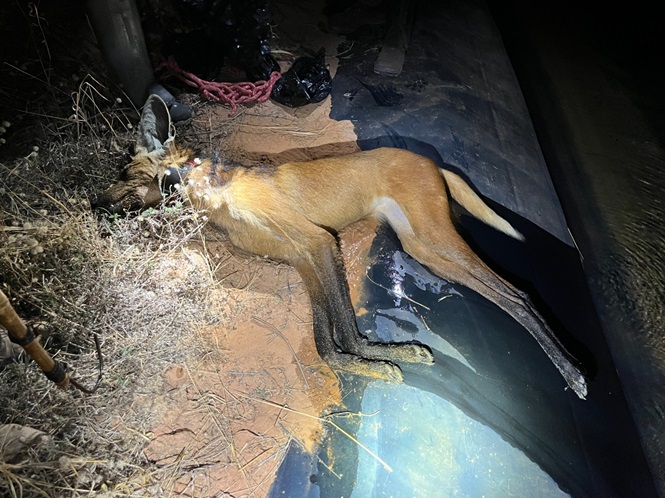 Lobo-guará Urucuia, um filhote que se afogou em um canal de irrigação da fazenda Alto Jaborandi, no oeste baiano (Foto: Reprodução/Onçafari)