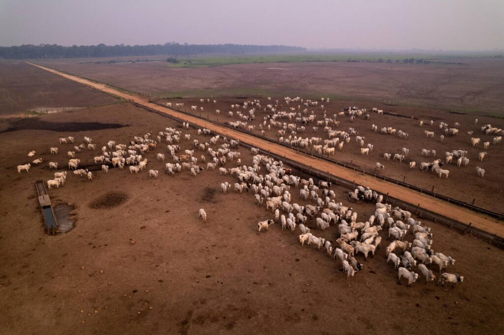 gado, bois, pecuária, fazenda, pará