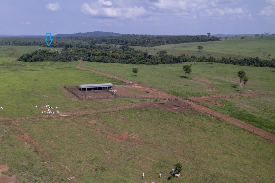 Seta em azul mostra gado pastando em diversas áreas da Fazenda Fundo da Grota (Foto: Fernando Martinho/Repórter Brasil)