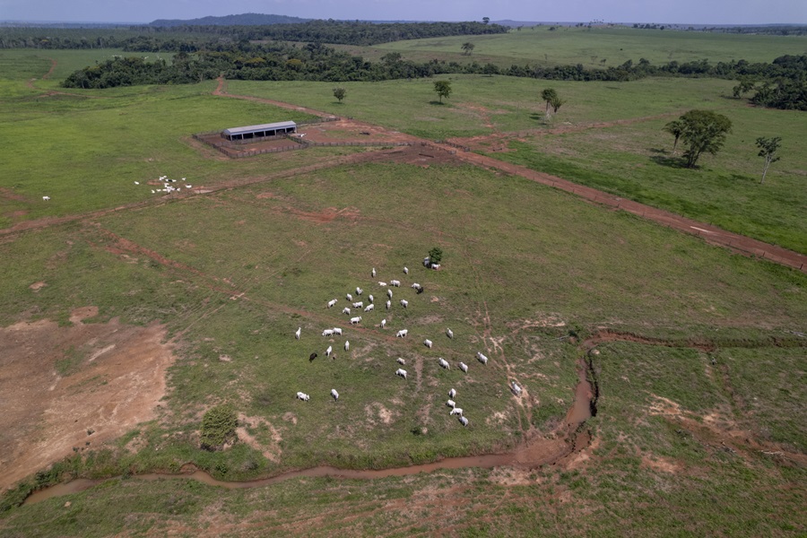 Usando a edificação identificada na imagem anterior, é possível ver bois pastando na Fazenda Fundo da Grota. Na foto, feita em novembro de 2024, não há cercas separando o que seria a nova área da fazenda com 64,4 hectares, conforme imagem anterior (Foto: Fernando Martinho/Repórter Brasil)