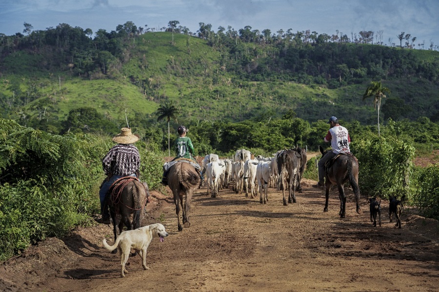 Bois são pastoreados na borda externa da terra indígena Apyterewa (Foto: Fernando Martinho/Repórter Brasil)