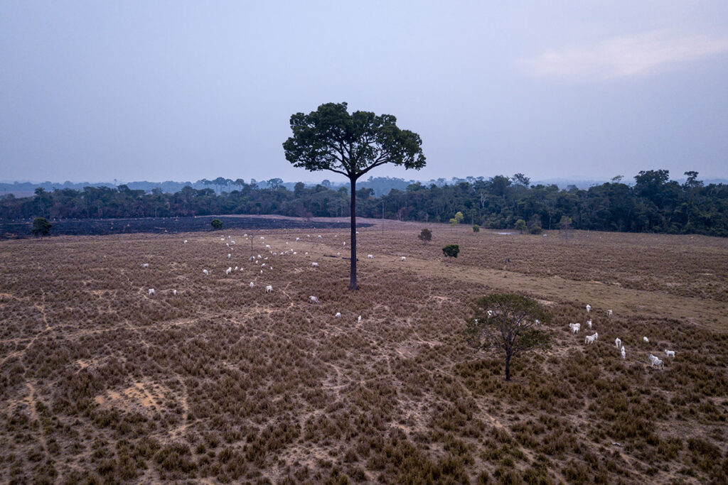 Mais de 40% do rebanho bovino brasileiro é criado na Amazônia. Acima, rebanho pasta em fazenda queimada na região de Nova Bandeirantes (MT) (Foto: Fernando Martinho/Repórter Brasil/29.08.2022)