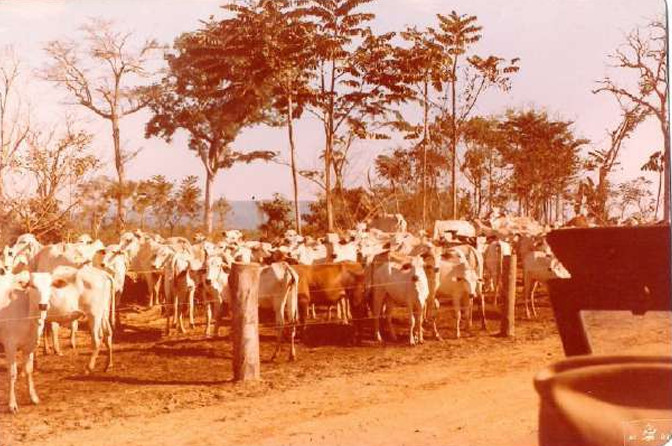 Imagens feitas pela comitiva parlamentar que visitou a Fazenda Volkswagen em 1983 mostram detalhes das áreas desmatadas, dos pastos e da criação de gado; as construções de alvenaria para funcionários administrativos; as casas de madeira de trabalhadores permanentes; além de casas de sapê precárias de outros empregados, que viviam ali com suas famílias (Créditos: Arquivo pessoal de Expedito Soares e Ricardo Rezende/Reprodução/MPT)