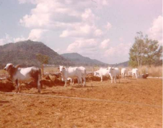 Imagens feitas pela comitiva parlamentar que visitou a Fazenda Volkswagen em 1983 mostram detalhes das áreas desmatadas, dos pastos e da criação de gado; as construções de alvenaria para funcionários administrativos; as casas de madeira de trabalhadores permanentes; além de casas de sapê precárias de outros empregados, que viviam ali com suas famílias (Créditos: Arquivo pessoal de Expedito Soares e Ricardo Rezende/Reprodução/MPT)