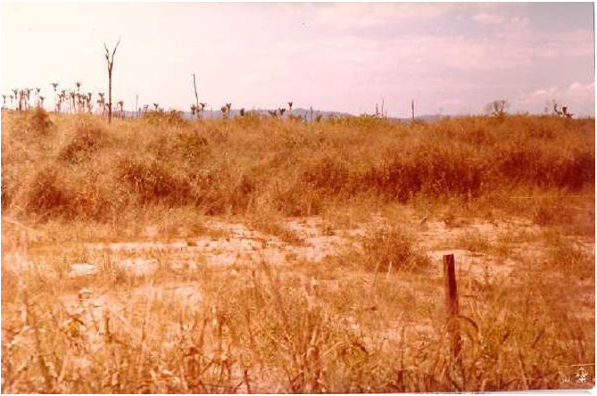 Imagens feitas pela comitiva parlamentar que visitou a Fazenda Volkswagen em 1983 mostram detalhes das áreas desmatadas, dos pastos e da criação de gado; as construções de alvenaria para funcionários administrativos; as casas de madeira de trabalhadores permanentes; além de casas de sapê precárias de outros empregados, que viviam ali com suas famílias (Créditos: Arquivo pessoal de Expedito Soares e Ricardo Rezende/Reprodução/MPT)