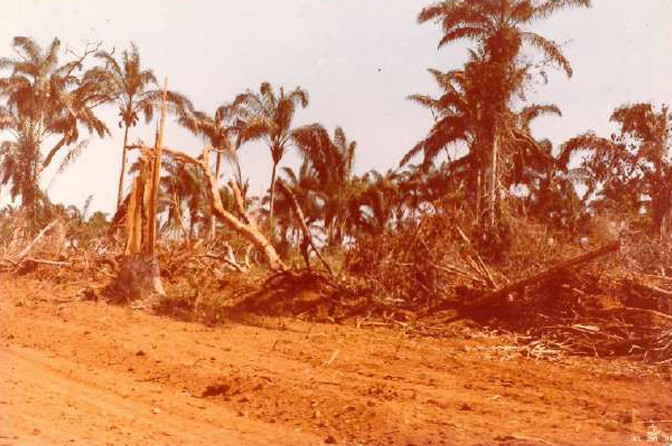 Imagens feitas pela comitiva parlamentar que visitou a Fazenda Volkswagen em 1983 mostram detalhes das áreas desmatadas, dos pastos e da criação de gado; as construções de alvenaria para funcionários administrativos; as casas de madeira de trabalhadores permanentes; além de casas de sapê precárias de outros empregados, que viviam ali com suas famílias (Créditos: Arquivo pessoal de Expedito Soares e Ricardo Rezende/Reprodução/MPT)