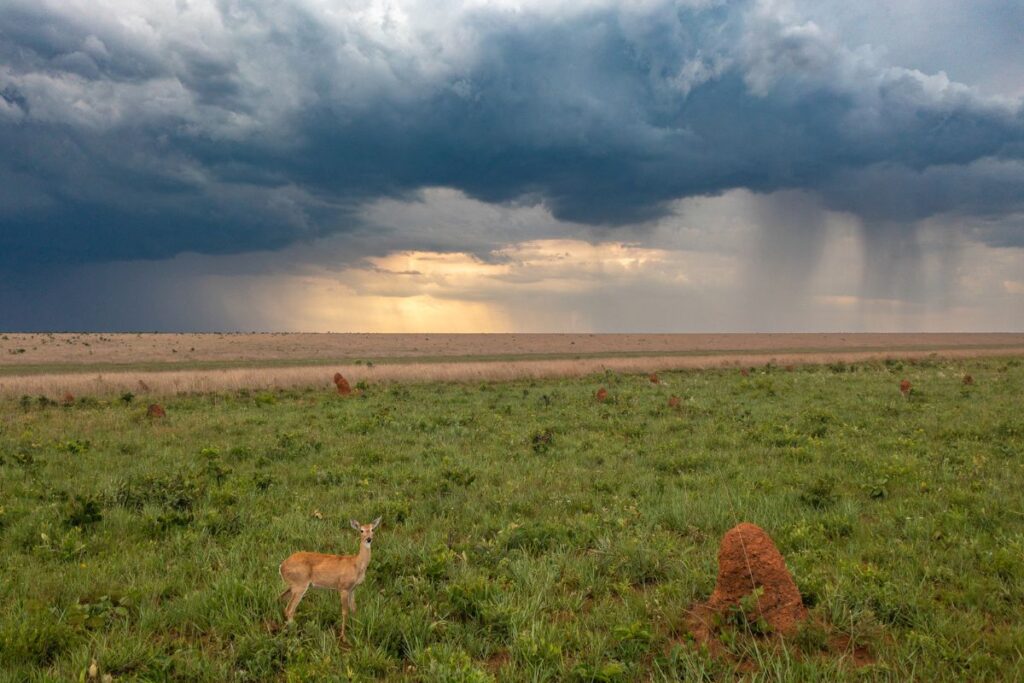 Veado campeiro, animal típico do cerrado. A perda do habitat é uma das principais ameaças á espécie (Foto: Divulgação/André Dib/Ambiental Media)