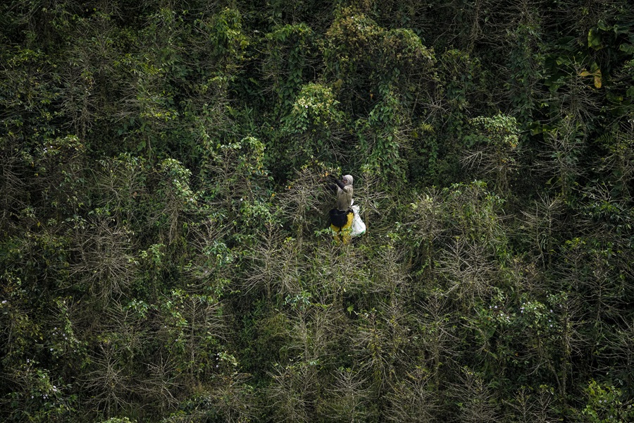 Trabalhador colhe café em terreno inclinado. As plantações ficam em morros onde a mecanização não é possível (Foto: Fernando Martinho/Repórter Brasil)