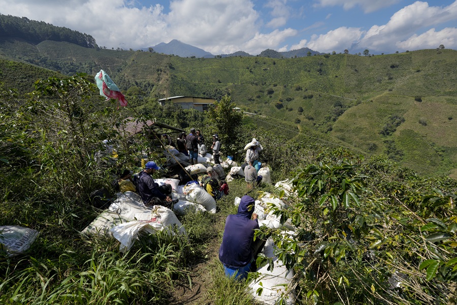 Trabalhadores da colheita de café aguardam a pesagem dos grãos na fazenda  La Arboleda, na cidade de Andes, Colômbia. É comum o trabalho por produção na região (Foto: Fernando Martinho/Repórter Brasil)