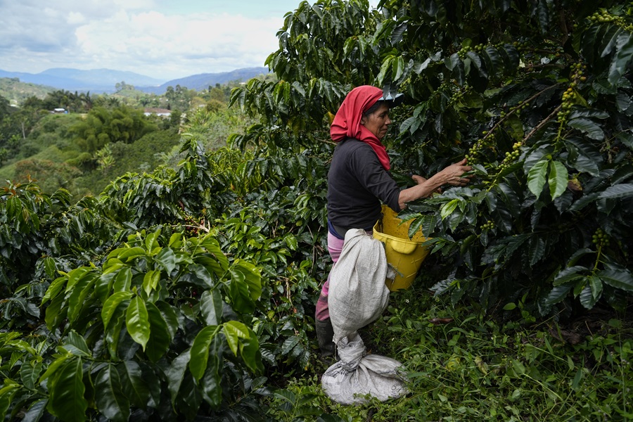 Trabalhadora colhe o grão de café e se equilibra em plantação que fica em terreno inclinado (Foto: Fernando Martinho/Repórter Brasil)