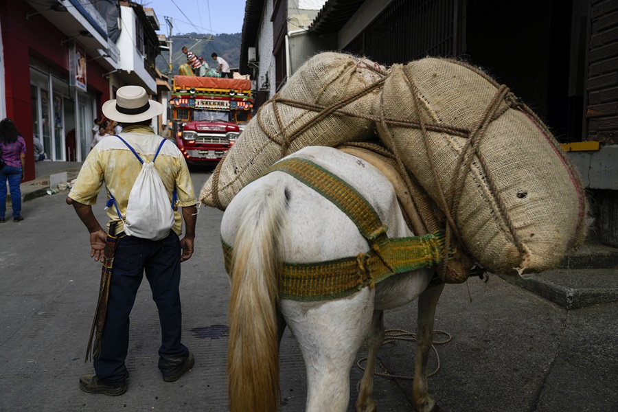 Transporte de sacas de café em Salgar, estado colombiando de Antioquia. Investigação da Repórter Brasil mostra que a informalidade nos contratos persiste na colheita dos cafezais do país andino (Foto: Fernando Martinho/Repórter Brasil)