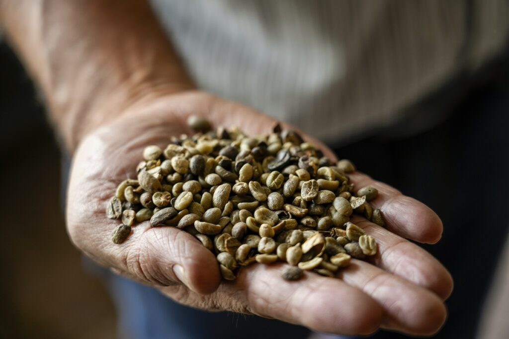 Com colheita manual e clima ameno, o café produzido na Colômbia é considerado um dos melhores do mundo, mas a qualidade do grão nem sempre é acompanhada por garantia de direitos trabalhistas (Foto: Fernando Martinho/Repórter Brasil)