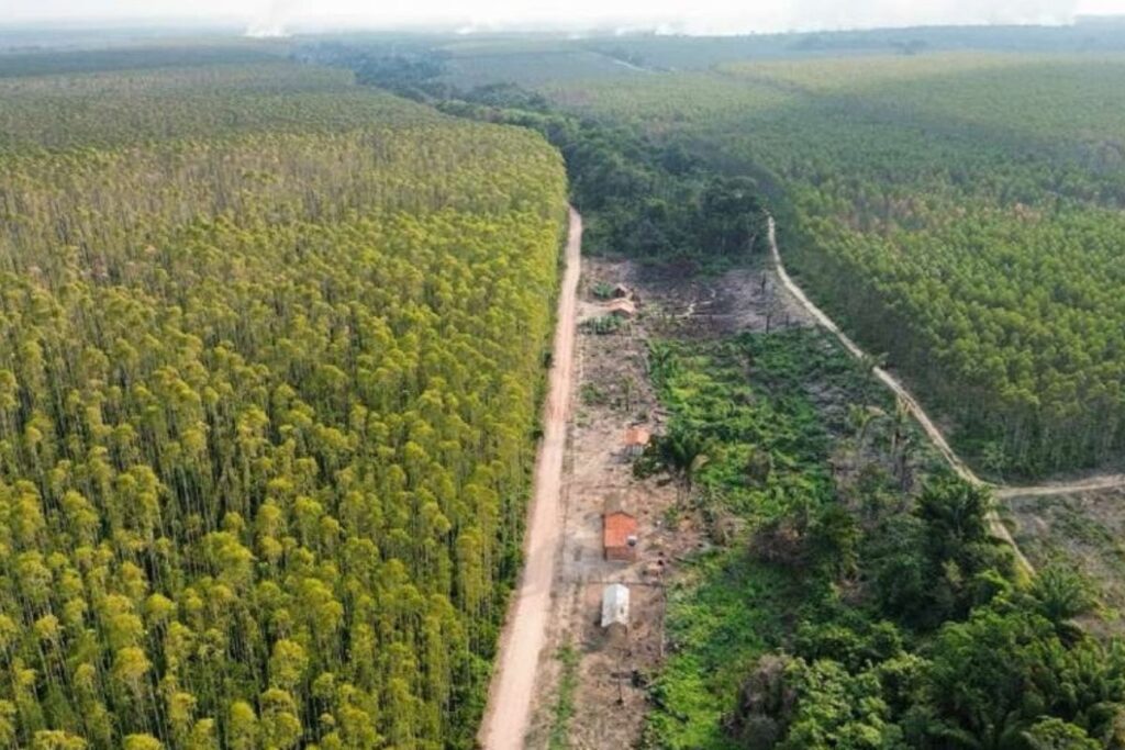Casa de posseiros na Fazenda Jurema cercada por eucaliptos da Suzano (Foto: Arquivo COECV/MA)