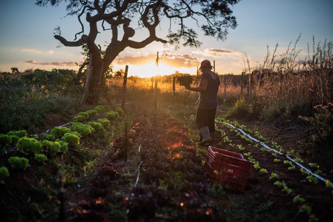 O Programa Nacional de Redução de Agrotóxicos tem ações para fomentar a agroecologia (Foto: Matheus Alves/MST)