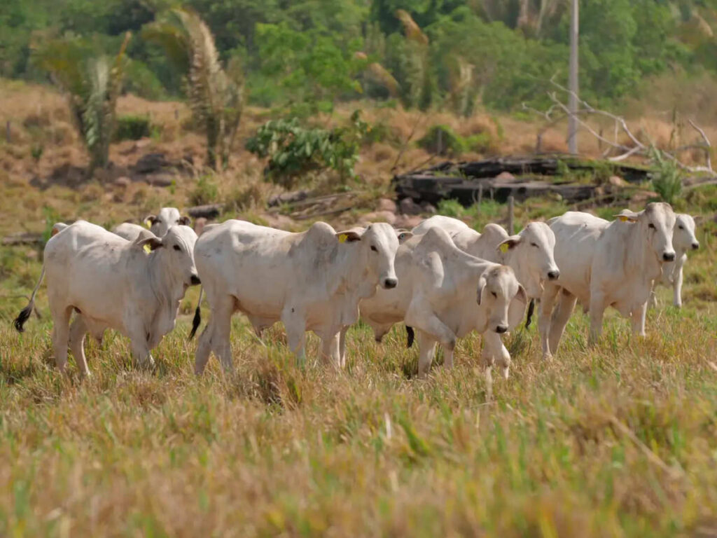Até julho de 2025, apenas 0,2% dos 25 milhões de bois e búfalos do Pará haviam sido brincados (Foto: Divulgação/Agência Pará)