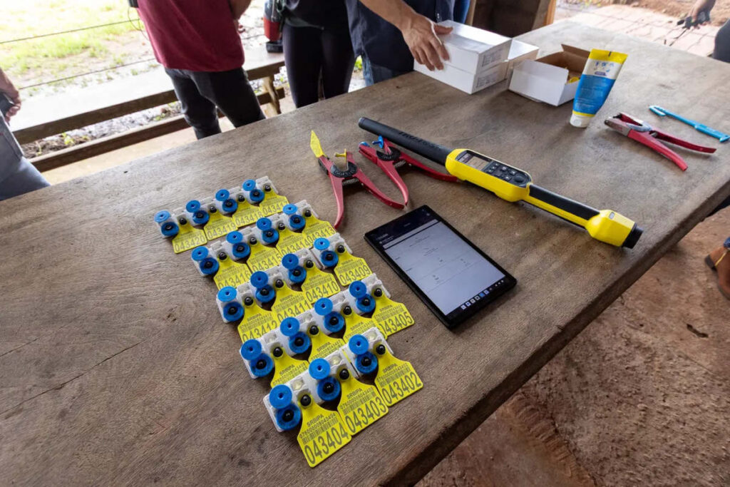 Serão aplicados dois brincos em cada animal: um visual, de cor amarela, e outro eletrônico, de cor azul, com tecnologia de radiofrequência (Foto: Divulgação/Agência Pará)