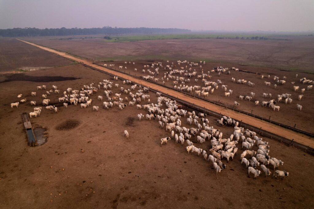 Animais criados próximos a Itaituba (PA), região marcada pelo desmatamento e pela pecuária, principais fontes de gases de efeito estufa no país (Foto: Fernando Martinho/Repórter Brasil)