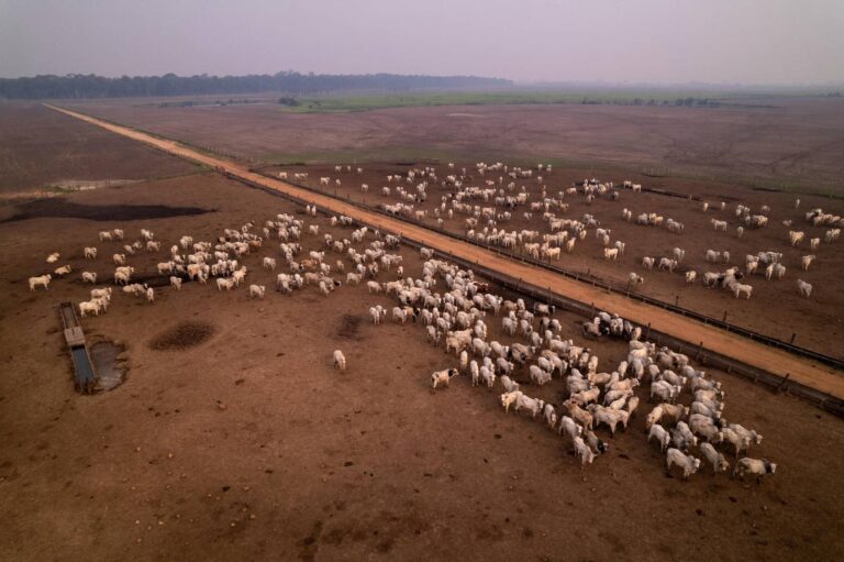 Animais criados próximos a Itaituba (PA), região marcada pelo desmatamento e pela pecuária, principais fontes de gases de efeito estufa no país (Foto: Fernando Martinho/Repórter Brasil)