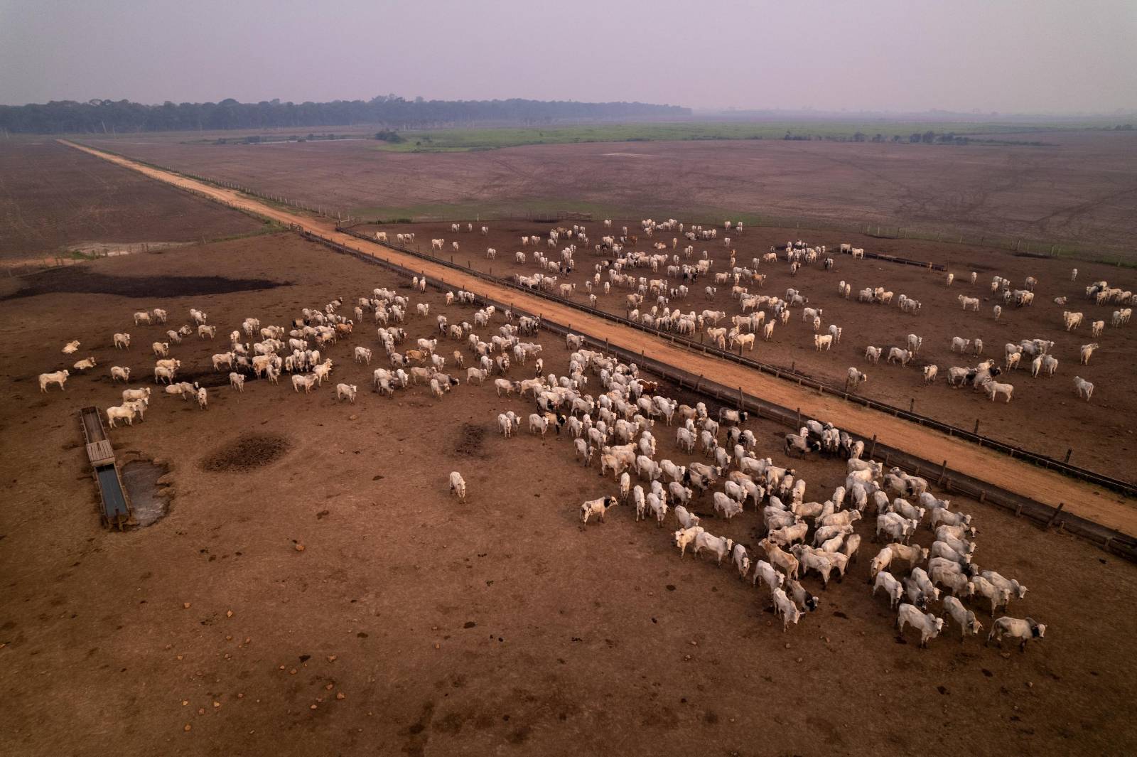 Animais criados próximos a Itaituba (PA), região marcada pelo desmatamento e pela pecuária, principais fontes de gases de efeito estufa no país (Foto: Fernando Martinho/Repórter Brasil)