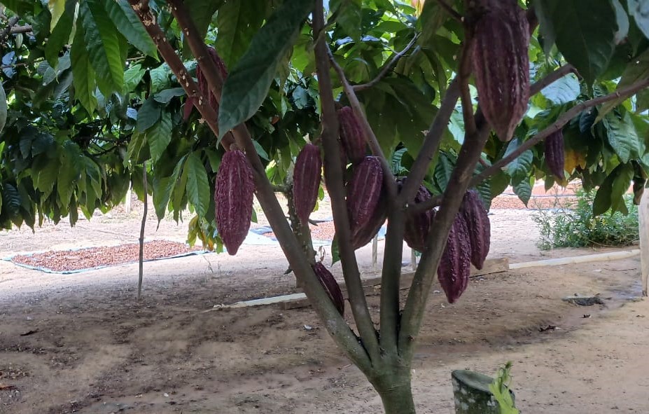 Um dos 14 mil pés de cacau cultivados por Diego Maciel Nogueira na propriedade vendida por seus pais à Belo Sun em 2015 (Foto: Arquivo pessoal/Reprodução)