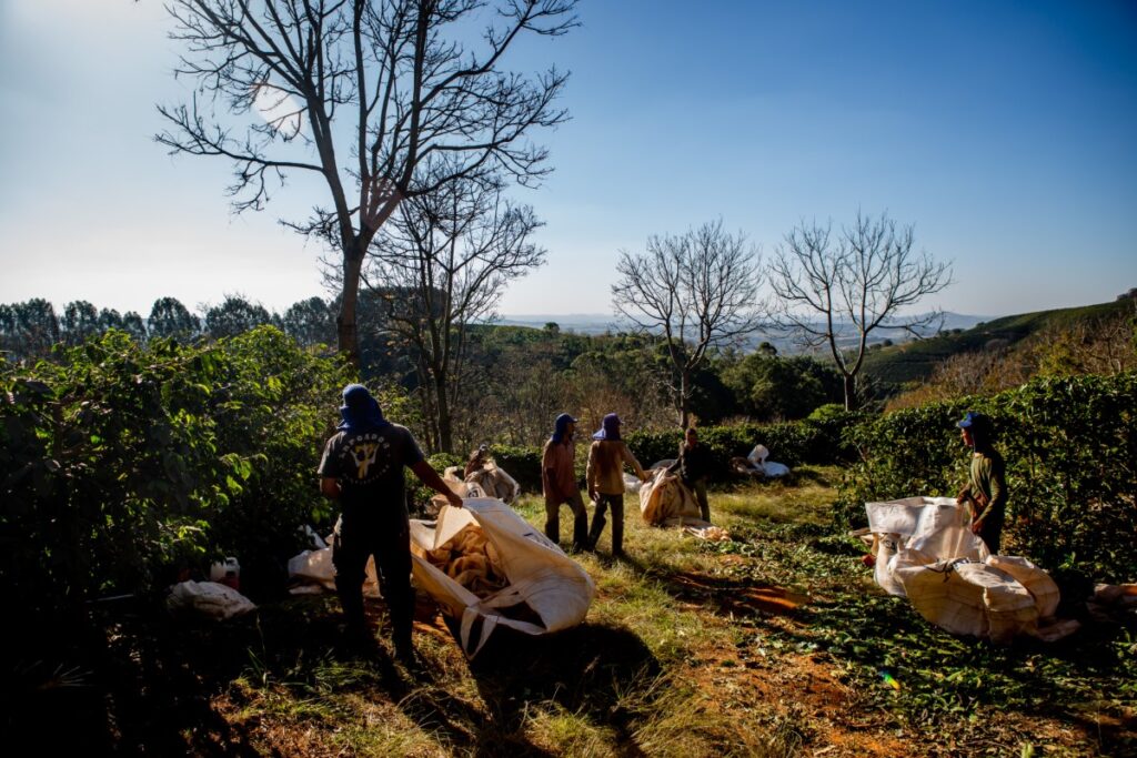 Between April and August this year, 15 coffee producers were fined for subjecting workers to conditions analogous to slavery; Cooxupé blocked the registration of five. In the photo, a coffee farm in southern Minas Gerais (Photo: Lela Beltrão/Repórter Brasil)