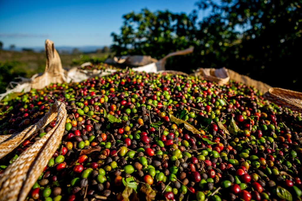 Of the 6.6 million bags of coffee received by Cooxupé in 2024, 80% were destined for customers abroad (Photo: Lela Beltrão/Repórter Brasil)