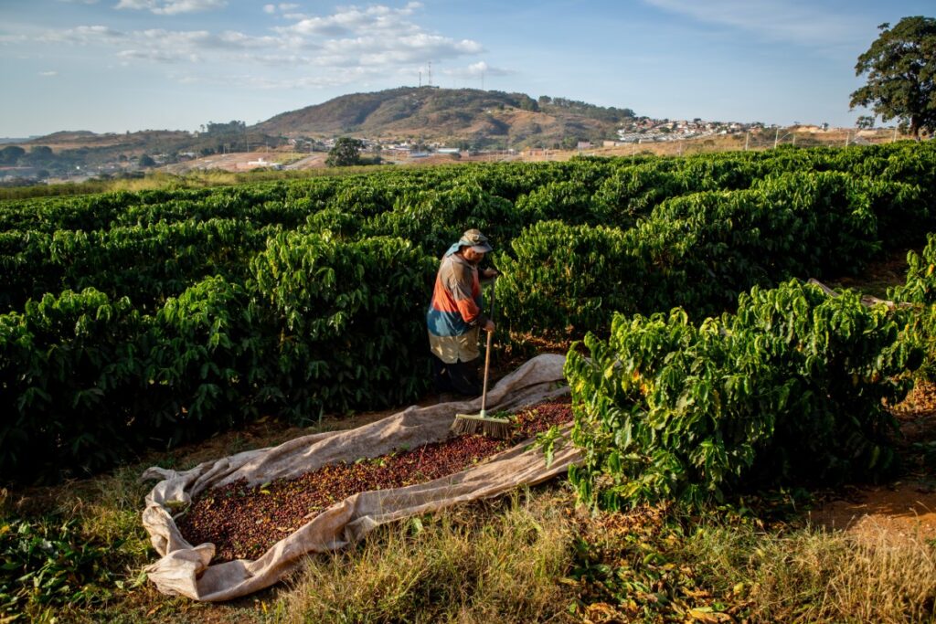 Worker separates leaves from coffee beans on a farm in southern Minas Gerais, Brazil's largest coffee-producing state (Photo: Lela Beltrão/Repórter Brasil)