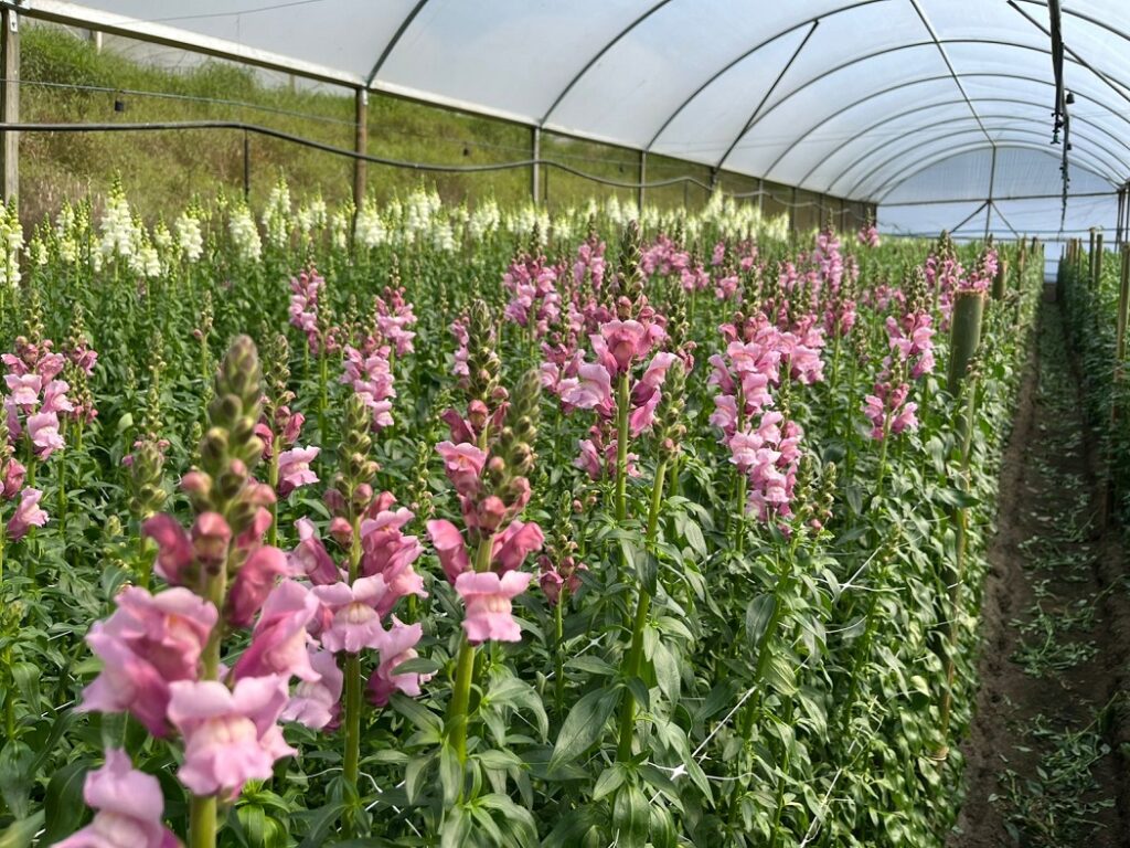 Cultivo de flores faz parte do grupo de culturas com poucos agrotóxicos disponíveis no mercado por desinteresse da indústria (Foto: Arquivo pessoal)