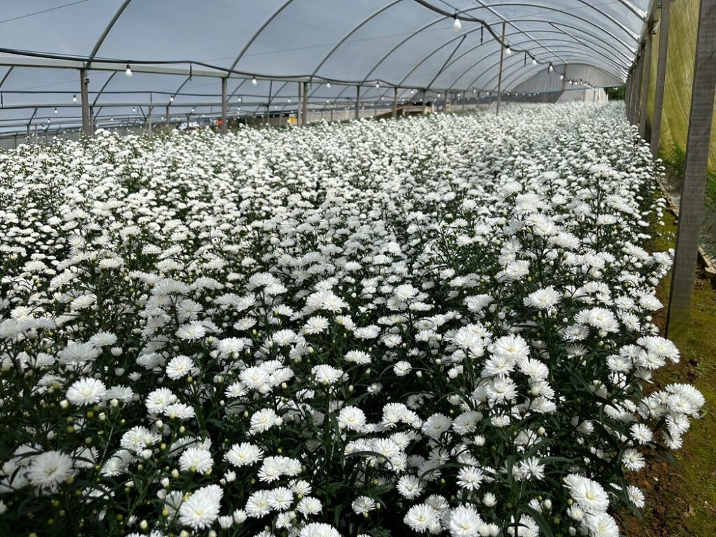 Nova Friburgo registrou 15 intoxicações exógenas por agrotóxico agrícola desde 2021, segundo o painel VSPEA. Em Holambra foram 11 casos oficiais, mas especialista apontam subnotificação (Foto: Arquivo Pessoal)