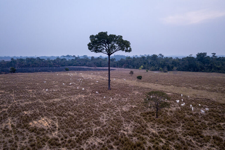 Alta Floresta, Mato Grosso, Brazil 29-08-2022 Aerial view of cattle in the pasture and a burned Brazil nut tree in the background on a farm on the MT-208 road in the municipality of Nova Bandeirantes. After deforesting the Amazon forest, cattle ranchers leave these trees standing because the environmental fines for those who cut them down are very high. Investigation into the livestock production chain, which uses illegal means such as land grabbing and illegal deforestation. Images about the investigation of cases of fires and illegal deforestation on farms in Mato Grosso, related to the livestock and agriculture production chain of large companies. ©Photos: Fernando Martinho/Repórter Brasil.- Portuguese-Alta Floresta, Mato Grosso, Brasil 29-08-2022 Vista aérea de gado no pasto e árvore de castanha do Brasil queimada ao fundo em fazenda na estrada MT-208 no munícipio de Nova Bandeirantes. Depois de desmatar a floresta Amazônica fazendeiros de gado deixam essas árvores em pé porque as multas ambientais para quem as derruba é muito alta. Investigação sobre cadeia de produção da pecuária, que utiliza meios ilegais como grilagem de terra, desmatamentos ilegais. Imagens sobre investigação de casos de queimadas e desmatamento ilegal em fazendas do Mato Grosso, relacionadas à cadeia de produção de pecuária e agricultura de grandes empresas. ©Fotos: Fernando Martinho/Repórter Brasil.