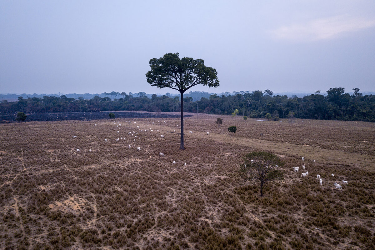 Alta Floresta, Mato Grosso, Brazil 29-08-2022 Aerial view of cattle in the pasture and a burned Brazil nut tree in the background on a farm on the MT-208 road in the municipality of Nova Bandeirantes. After deforesting the Amazon forest, cattle ranchers leave these trees standing because the environmental fines for those who cut them down are very high. Investigation into the livestock production chain, which uses illegal means such as land grabbing and illegal deforestation. Images about the investigation of cases of fires and illegal deforestation on farms in Mato Grosso, related to the livestock and agriculture production chain of large companies. ©Photos: Fernando Martinho/Repórter Brasil.- Portuguese-Alta Floresta, Mato Grosso, Brasil 29-08-2022 Vista aérea de gado no pasto e árvore de castanha do Brasil queimada ao fundo em fazenda na estrada MT-208 no munícipio de Nova Bandeirantes. Depois de desmatar a floresta Amazônica fazendeiros de gado deixam essas árvores em pé porque as multas ambientais para quem as derruba é muito alta. Investigação sobre cadeia de produção da pecuária, que utiliza meios ilegais como grilagem de terra, desmatamentos ilegais. Imagens sobre investigação de casos de queimadas e desmatamento ilegal em fazendas do Mato Grosso, relacionadas à cadeia de produção de pecuária e agricultura de grandes empresas. ©Fotos: Fernando Martinho/Repórter Brasil.