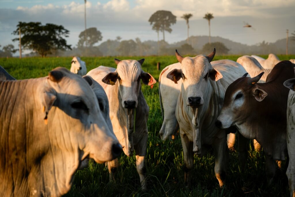 Estudo aponta que pecuaristas abastecidos com gado criado em áreas invadidas no Pará forneceram para unidades da JBS em Marabá (PA), Colíder (MT) e Andradina (SP) (Foto: Fernando Martinho/Repórter Brasil)