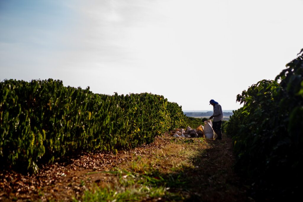 The case is highlighted in a new report published on Monday (27) by Repórter Brasil, which identified new cases of slave labor in Starbucks' supply chain (Photo: Lela Beltrão/Repórter Brasil)