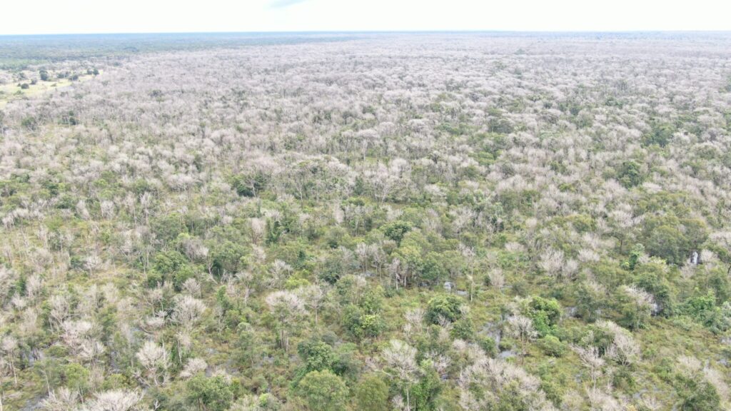 Segundo a Secretaria do Meio Ambiente do Mato Grosso, cerca de 149 mil hectares podem ter sido desmatados com a aplicação de agentes químicos desde 2021 (Foto: Polícia Civil/ Sema-MT)