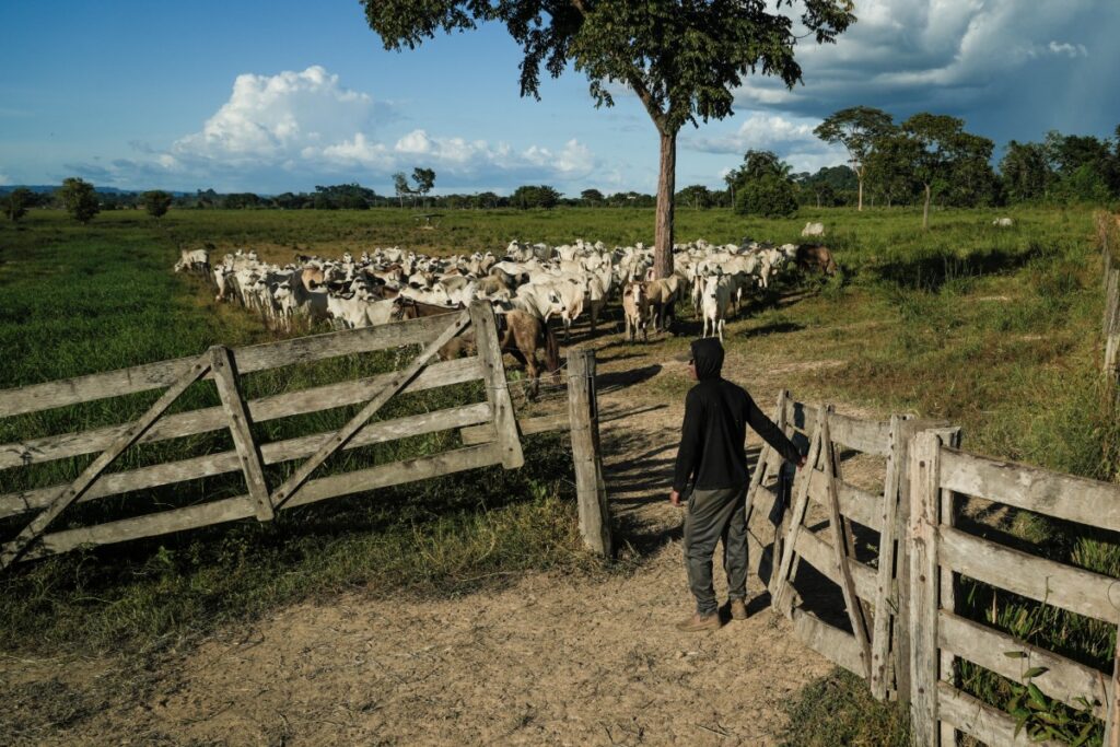 Entre 1995 e 2024, atividades da pecuária concentraram 26% do número de vítimas de trabalho escravo no Brasil (Foto: Fernando Martinho/Repórter Brasil)