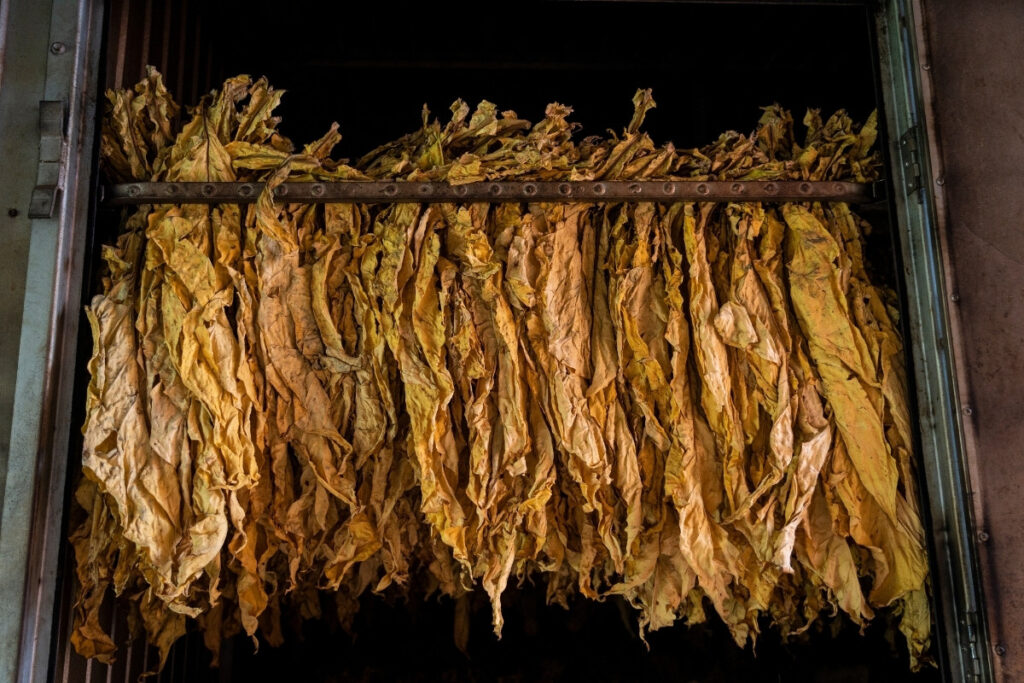 Localizada no oeste baiano, a Santa Colomba Agropecuária possui contrato de exclusividade com a gigante do tabaco Philip Morris. Na foto, fumo seca em estufa (Foto: Fernando Martinho/Repórter Brasil)