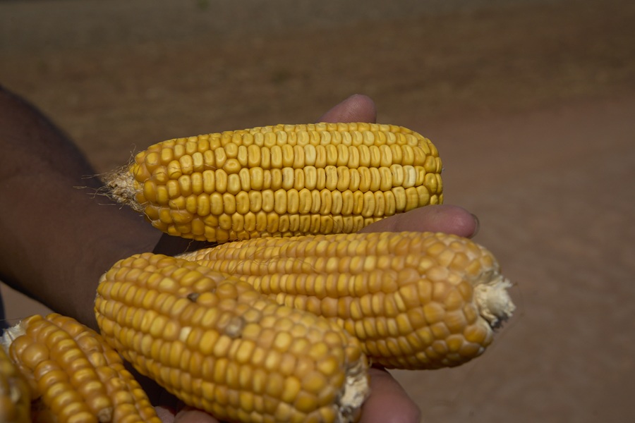 Milho produzido pela comunidade Melancias, na região de Gilbués e Santa Filomena, sul do Piauí (Foto: Mariana Greif/Repórter Brasil)